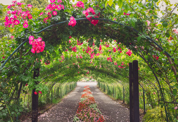Pretty Path Through a Rose Arbor Tunnel with Pink Roses - Powered by Adobe