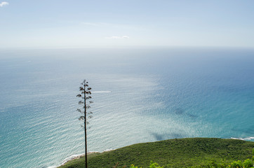 Obraz premium Isolated Sisal Plant Close To Sea