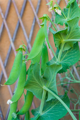 Green pods of organic heirloom sweet peas climbing up the trellis, lathyrus odoratus plant growing on a balcony as a part of urban gardening project, seen on a sunny summer day in Trento, Italy