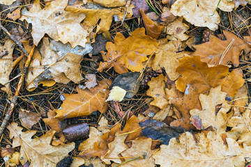 Dry leaves background