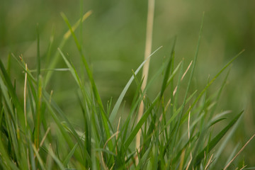 Lawns