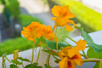 Healthy organic heirloom flowering nasturtium plant growing on a balcony on a sunny day. Edible bee-friendly herbs, flowers, fruits, and vegetables for urban gardening in Trento city in northern Italy