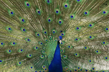 Obraz premium Colorful Peacock with feathers Out