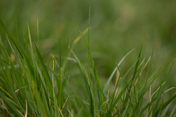 Lawns