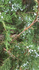 juniper