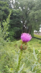 thistle