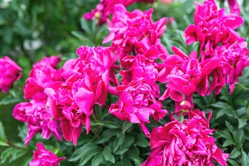 Pink peonies bloom in the garden