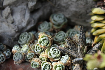cactus -verde -flower