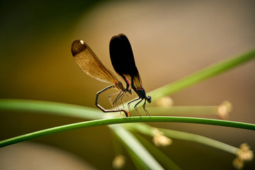 Close-up of dragonflies mating