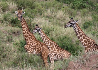 Giraffe, Maasai Giraffe Herd, Serengeti, Tanzania,