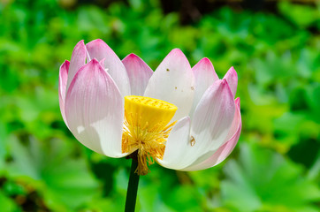 Fototapeta premium Close-up view of pink lotus bloom partly faded