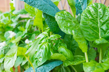 Companion planting: organic heirloom Tuscan Kale edible plant with sturdy leaves growing in a pot with lemon balm, swiss chard, and basil on a balcony, seen on a sunny summer day in Trento, Italy