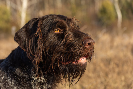 German Wirehaired Pionter, deutsch drahthaar dog in outdoors.