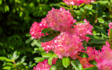 Pink flowers on a bush in summer.
