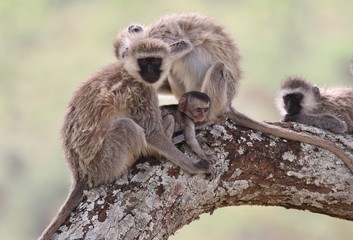 Vervet Monkey Family with Newborn, Serengeti