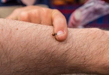 A small ladybug (Coccinellidae) climbing from an arm to a finger.