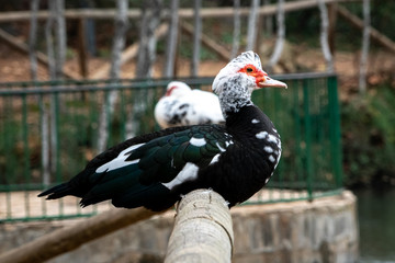 Wood duck from Anna's Albufera. Valencia. Spain