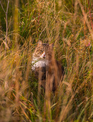 A norwegian forest cat sitting in high grass.
