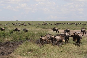 Great Migration Serengeti, Wildebeest and Zebras