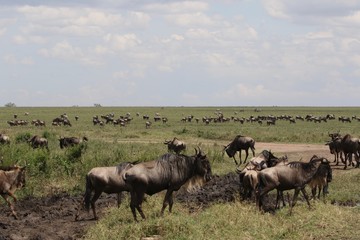 Great Migration Serengeti, Wildebeest and Zebras