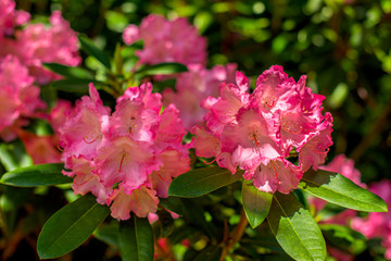 Pink flowers on a bush in summer.
