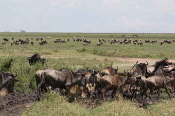 Naklejka na ściany i meble Great Migration Serengeti, Wildebeest and Zebras