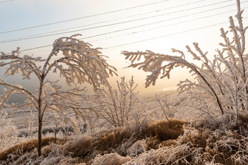 Obraz premium Winter wonderland