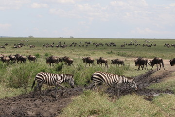 Obraz na płótnie Canvas Great Migration Serengeti, Wildebeest and Zebras