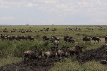Great Migration Serengeti, Wildebeest and Zebras
