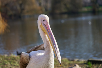 Beautiful south european waterbird living in swamps and lakes, the great white pelican, Pelecanus onocrotalus, also known as eastern white pelican, rosy pelican or white pelican on the bank of lake.