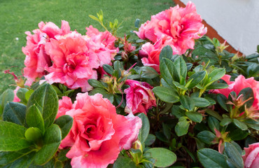 flores rosas con hojas verdes en jardin
