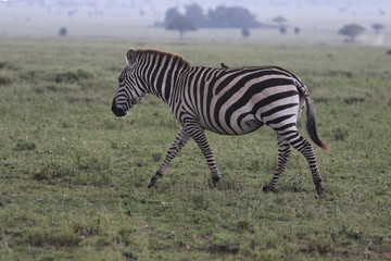 Fototapeta na wymiar Zebra with Oxpecker Bird on the back