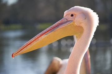 Portrait of beautiful pink great white pelican, Pelecanus onocrotalus, also known as eastern white pelican, rosy pelican or white pelican taken in sunny day. Big waterbird living in swamps and lakes.