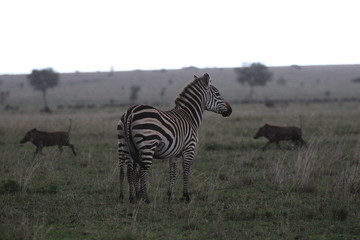 Zebra in the Rain. Serengeti, Tanzania