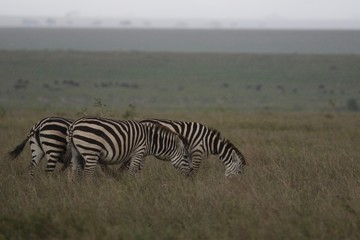 Fototapeta na wymiar Zebra in the Rain. Serengeti, Tanzania