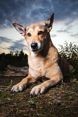 Adorable dog resting on ground in forest