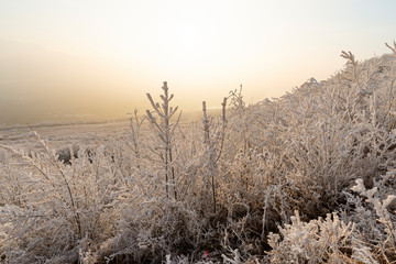 Winter landscape with rime on the tree