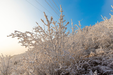 Winter landscape with rime on the tree