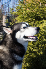 Husky dog in black and white, with different eye colors, sitting on the street