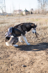 Husky dog in black and white, with different eye colors plays and nibbles a stick