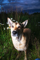 Cute Shepherd dog sitting in grass in sunset