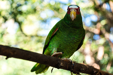 Latin American parrots, yellow head, blue head, red head, loro, loro cabeza amarilla, cotorro