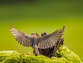 Mockingbird flying with his wings spread.