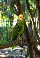 Latin American parrots, yellow head, blue head, red head, loro, loro cabeza amarilla, cotorro