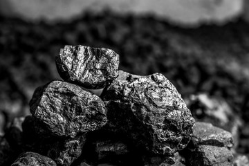 Coal mining industry. Natural black coals for background. Coal in the miner  hands. Volcanic rock.