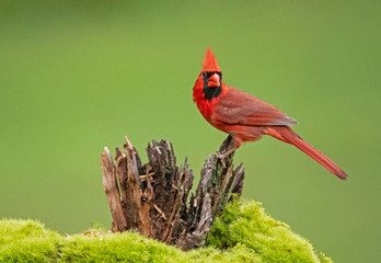 A red Cardinal Bird against a green background.