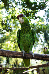 Latin American parrots, yellow head, blue head, red head, loro, loro cabeza amarilla, cotorro, 