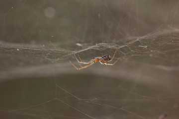 Macro image of a small spider hanging upside down in its net in the woods.