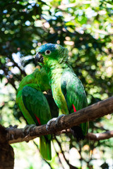 Latin American parrots, yellow head, blue head, red head, loro, loro cabeza amarilla, cotorro