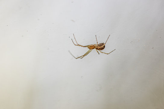 Macro image of a small spider hanging upside down in its net in the woods.